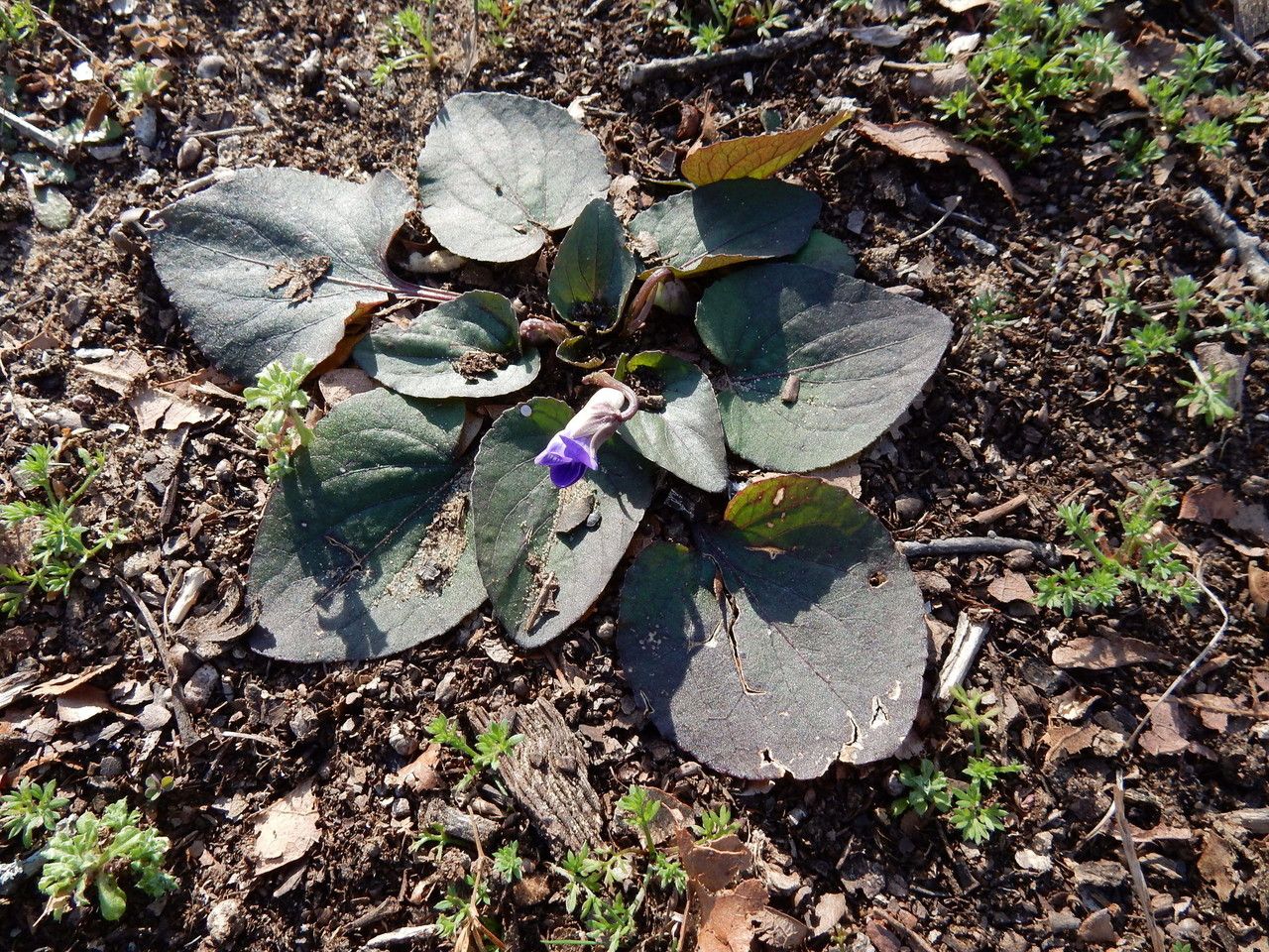 Viola villosa habit