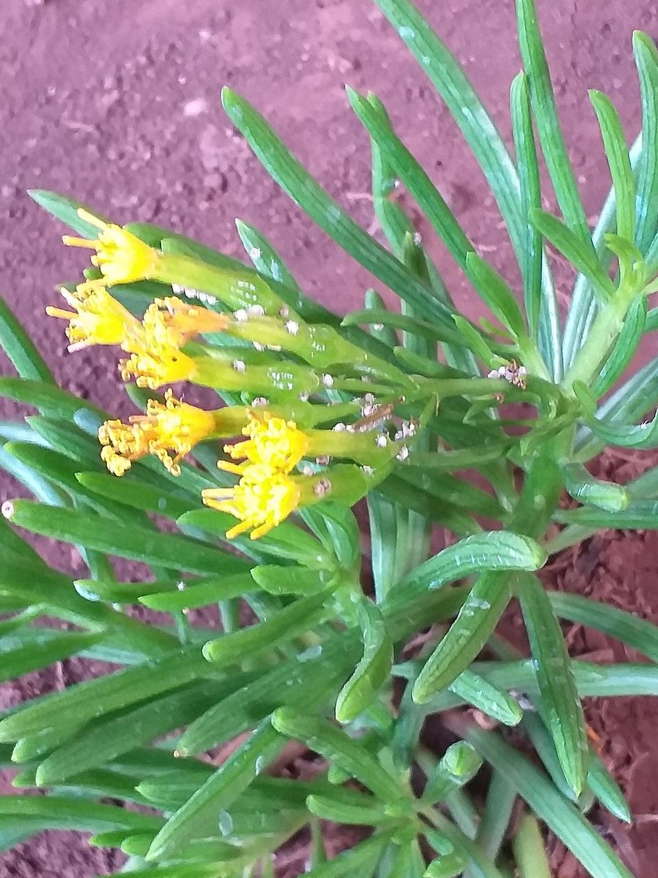 Senecio barbertonicus flower