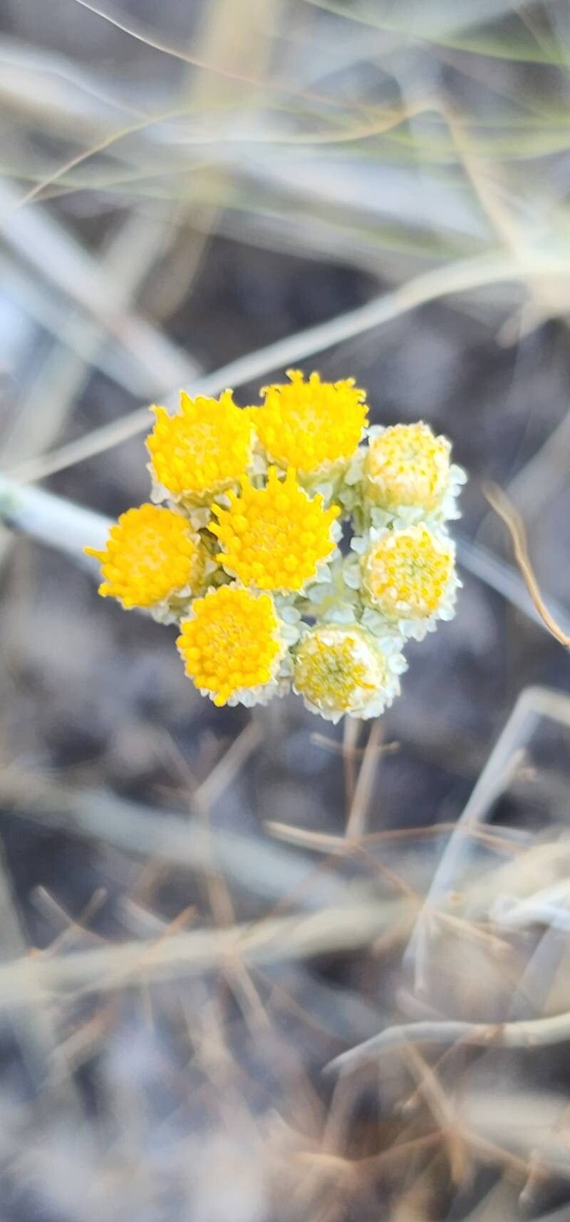 Helichrysum leucocephalum flower