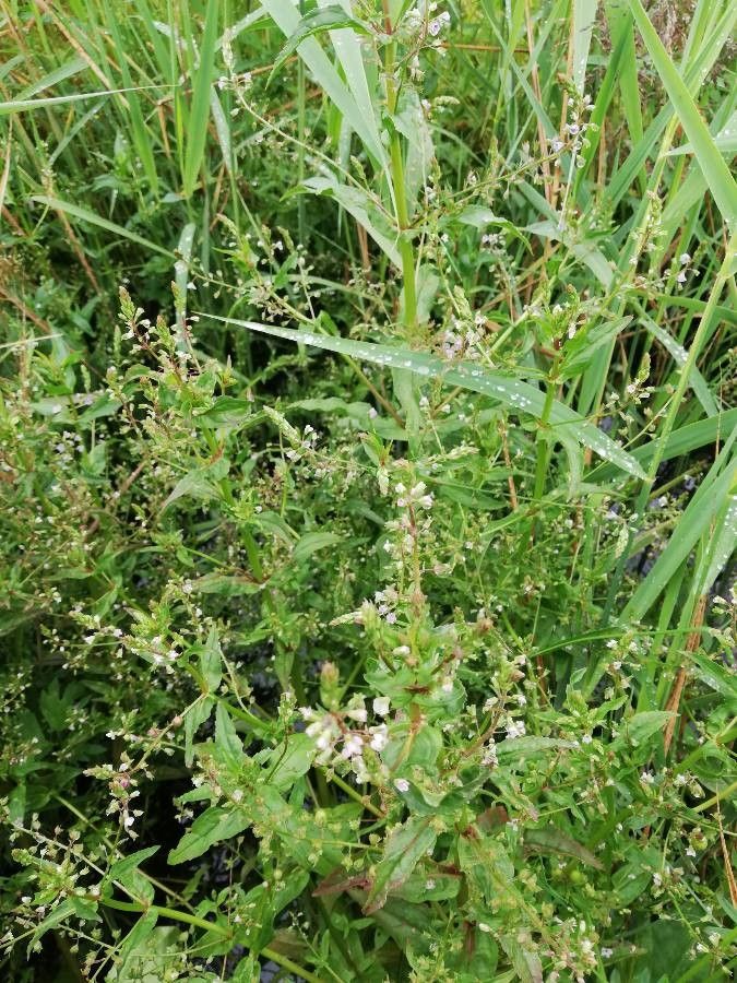 Veronica catenata flower