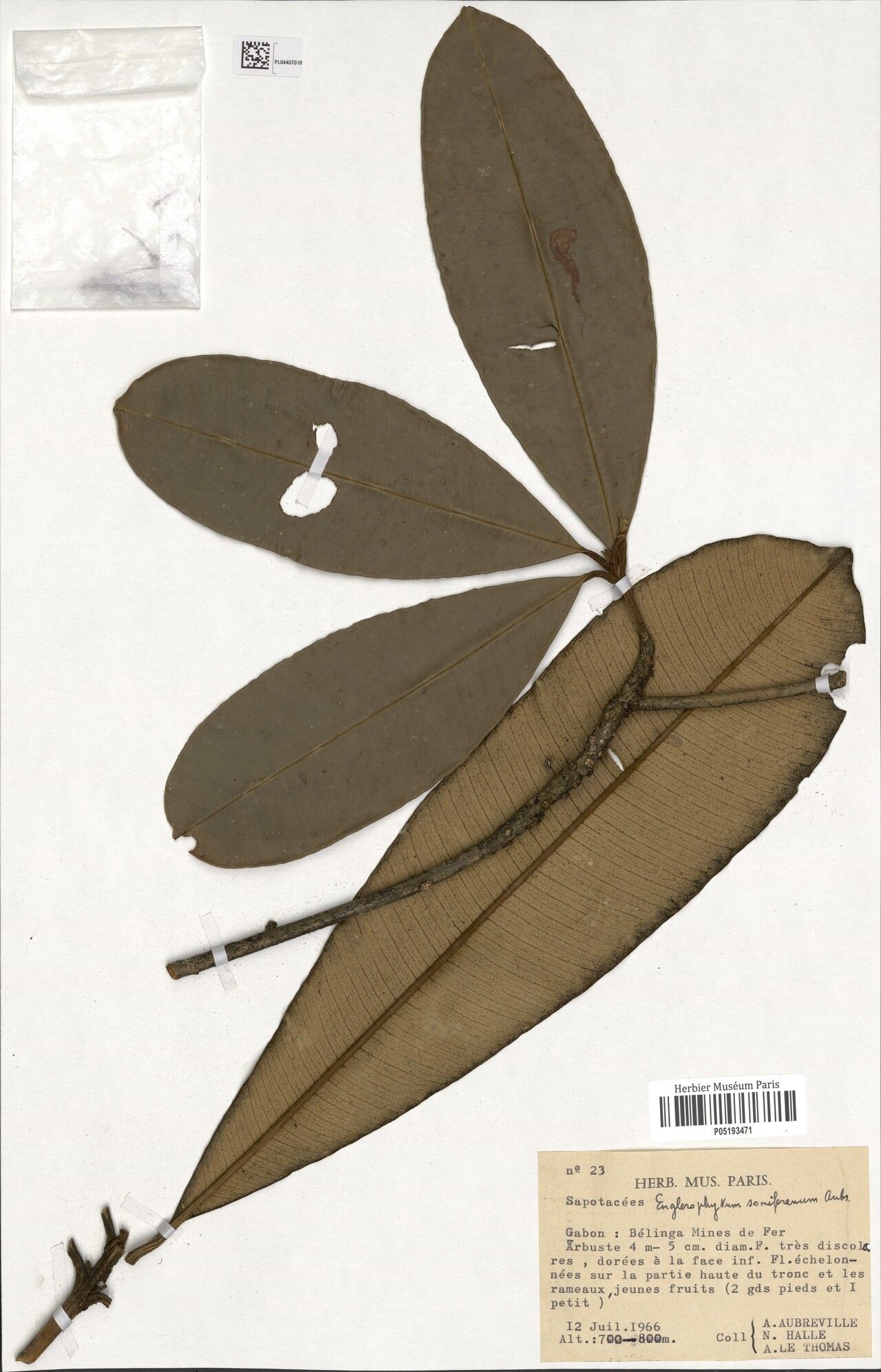 Englerophytum somiferanum — houseplant care guide