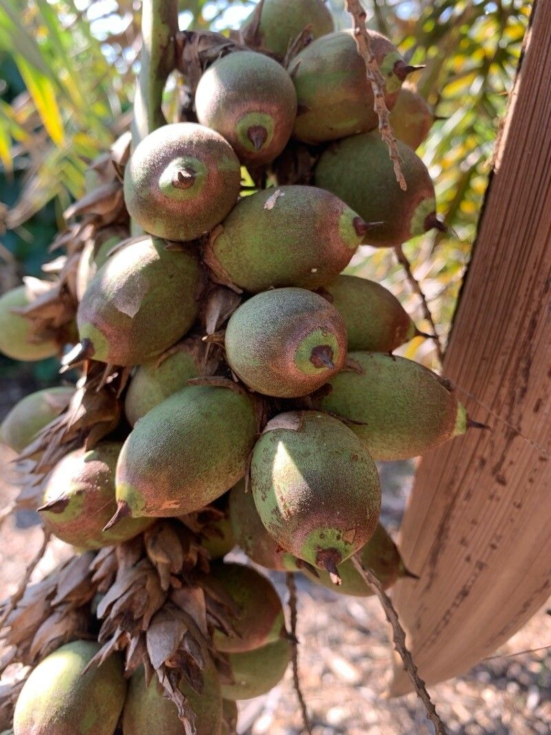 Syagrus deflexa fruit