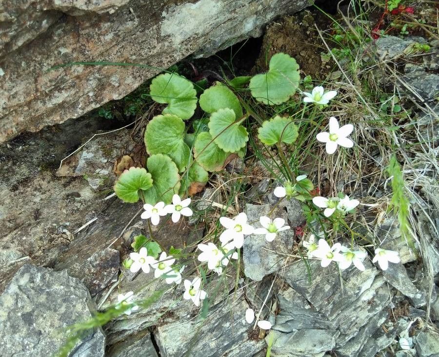 Saxifraga taygetea habit