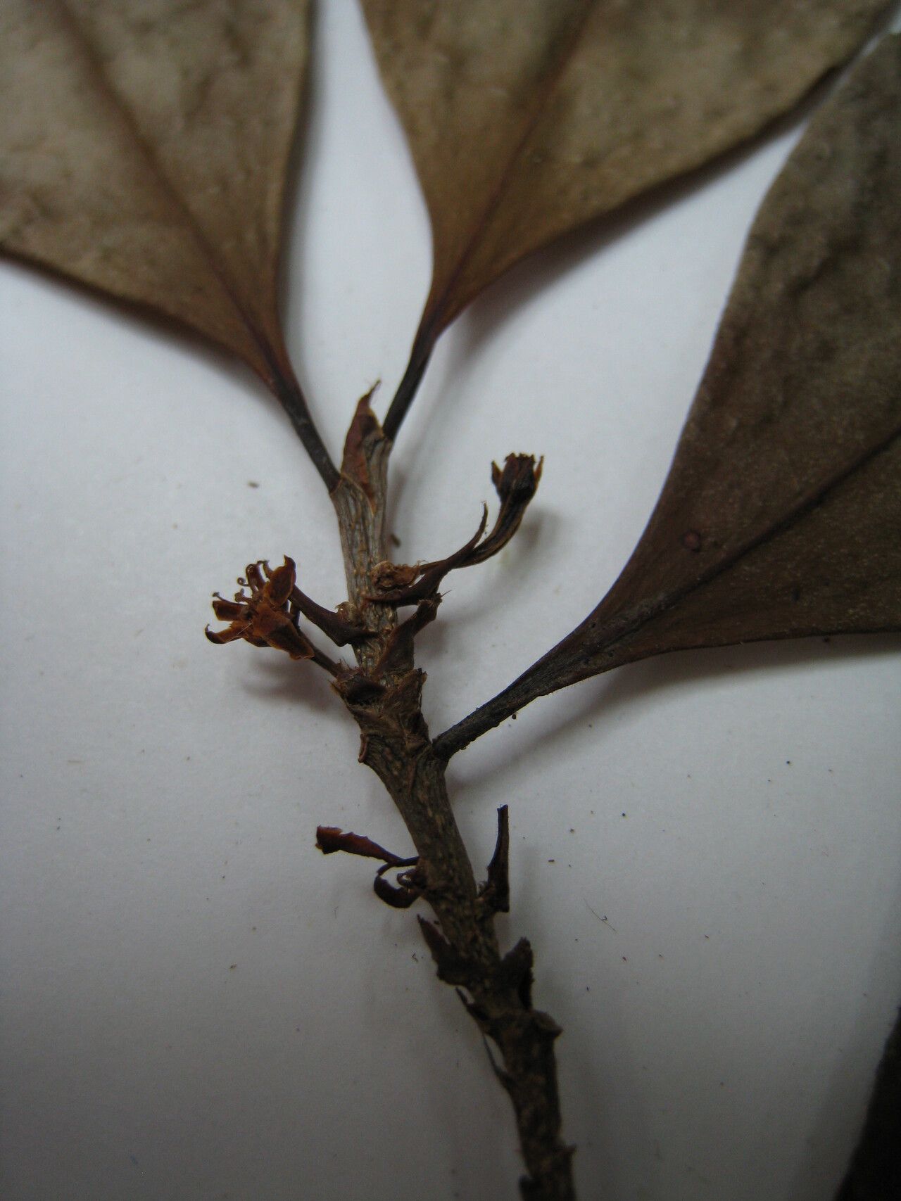 Erythroxylum kapplerianum other