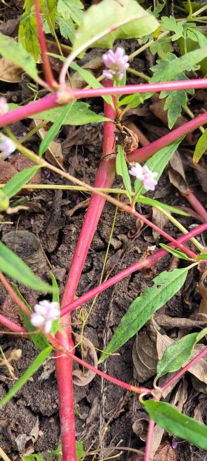 Digera muricata bark