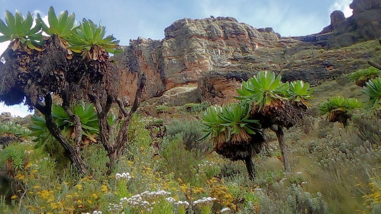 Dendrosenecio battiscombei — search result for 'Kenya'