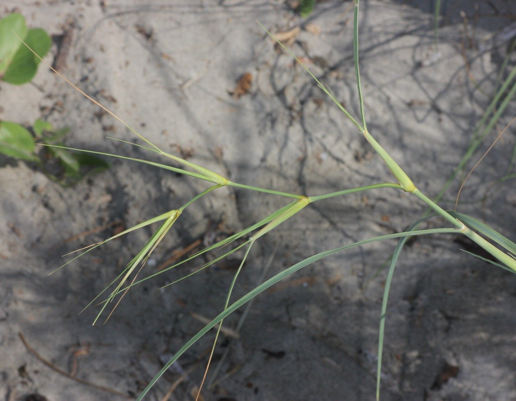 Spinifex longifolius leaf