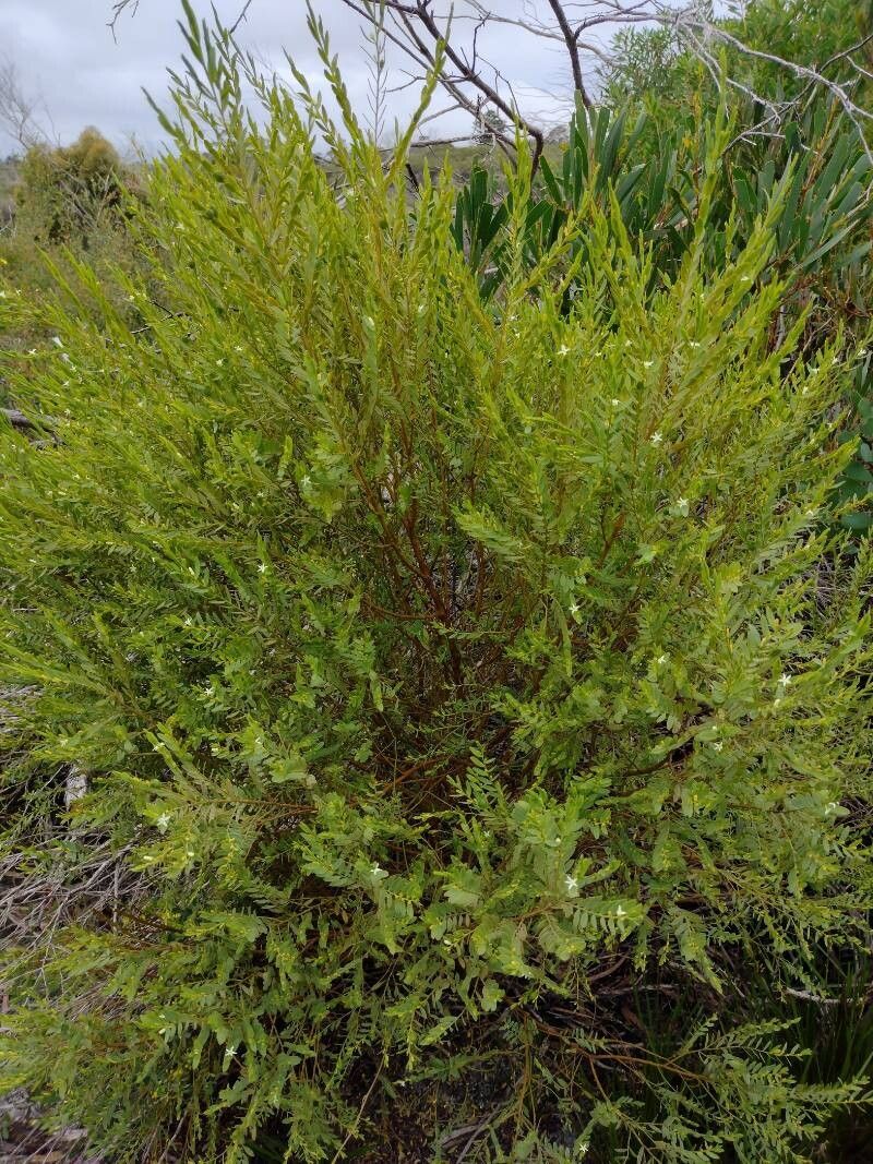 Olax stricta habit