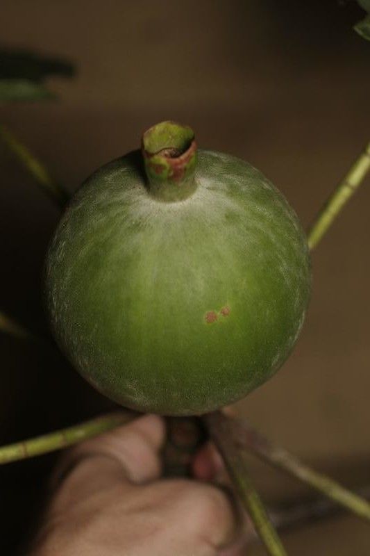 Duroia aquatica fruit