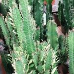 Euphorbia trigona