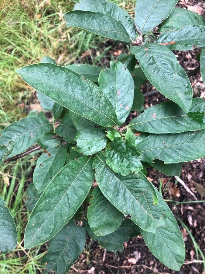 Mespilus germanica — search result for 'Crataegus'