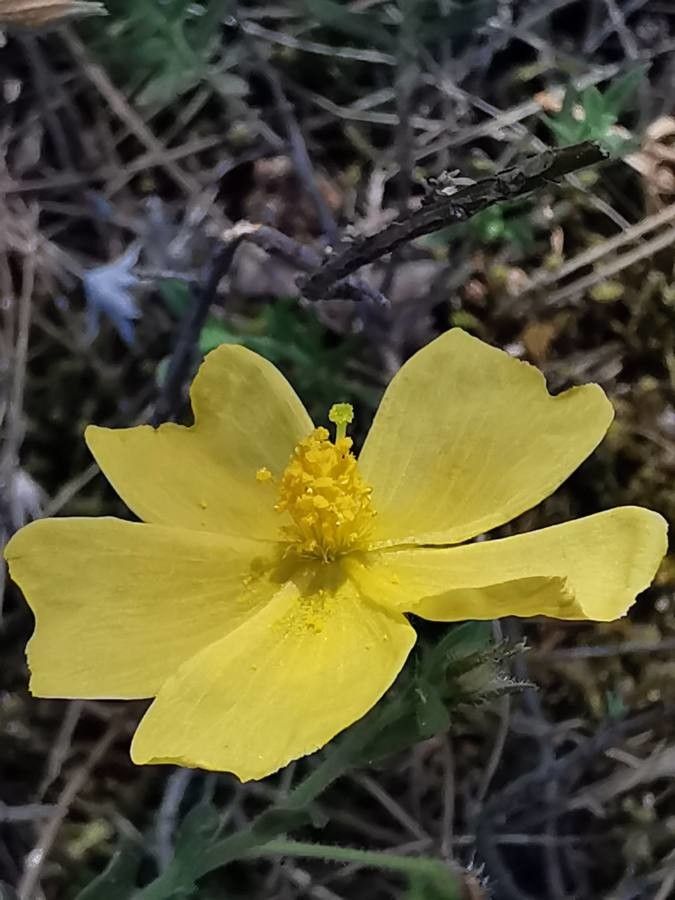 Fumana arabica flower