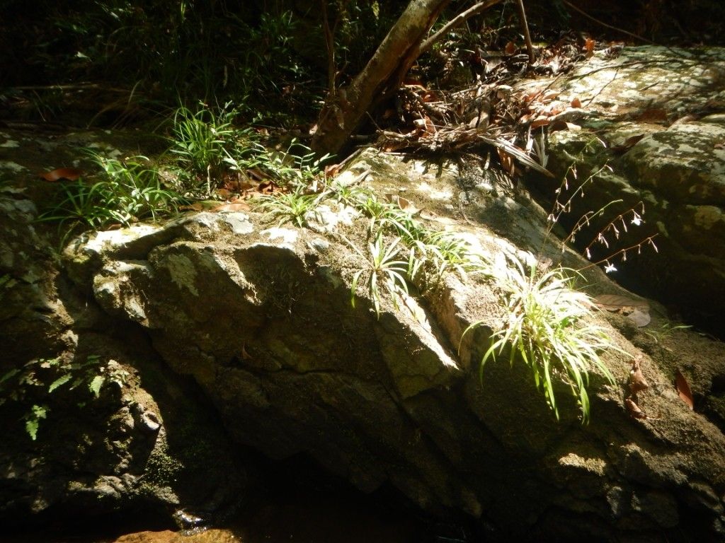 Arthropodium neocaledonicum habit
