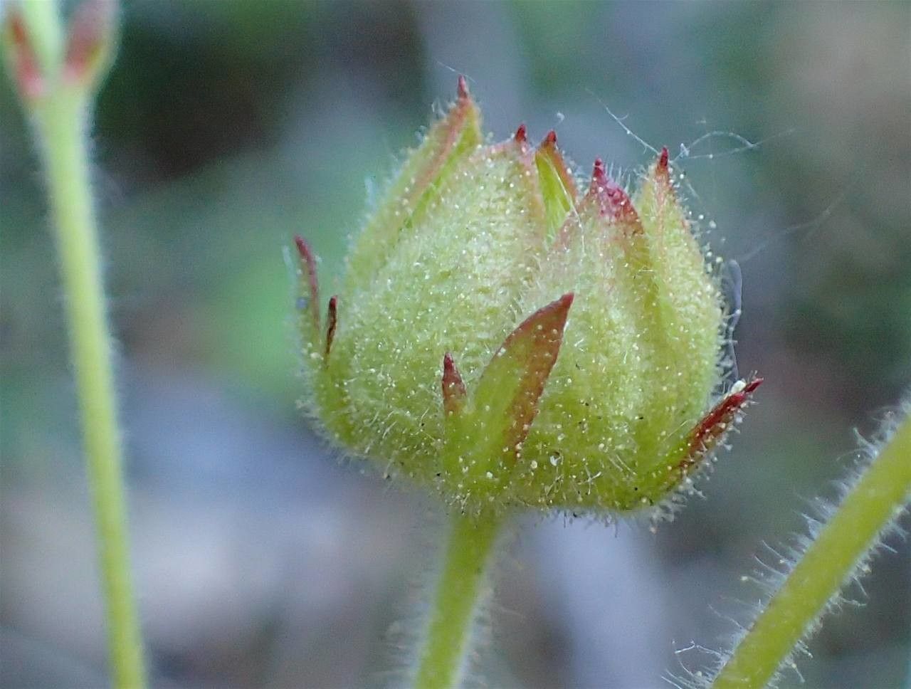 Drymocallis rupestris fruit