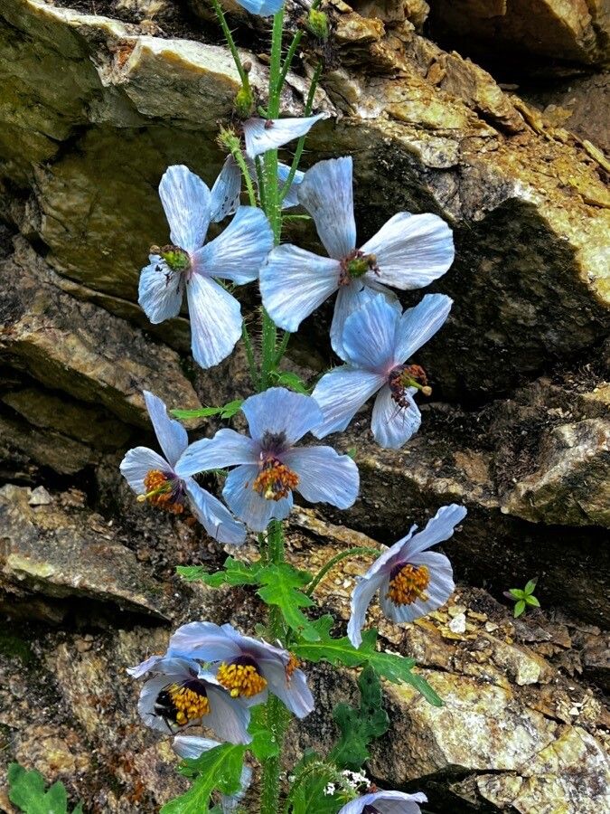 Meconopsis latifolia — search result for 'Meconopsis'