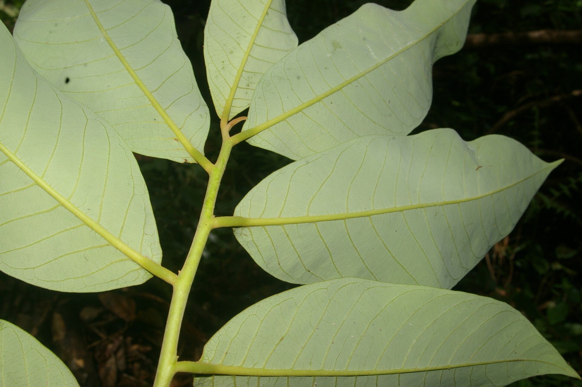 Virola guatemalensis — related species from the same genus