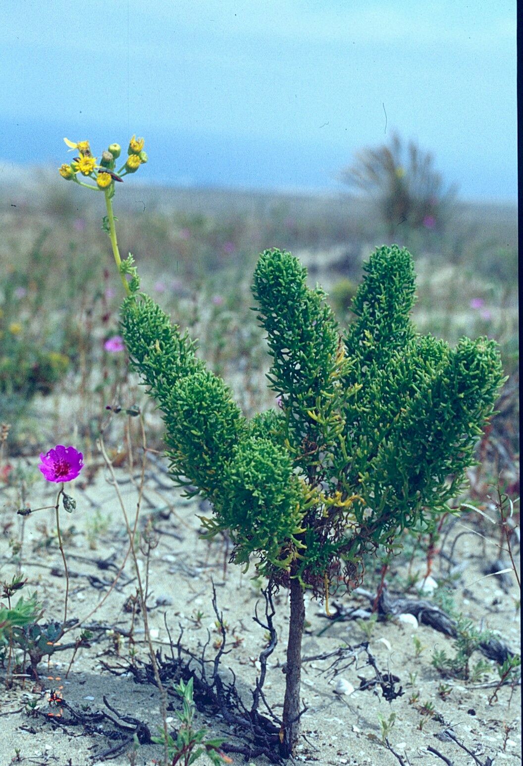 Senecio microphyllus habit