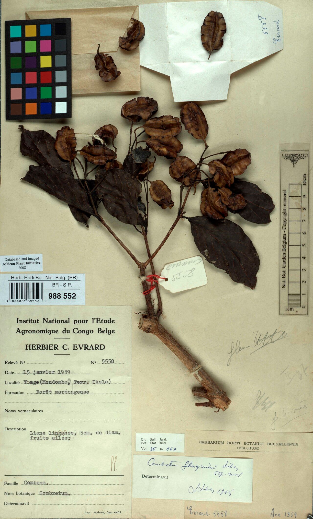 Combretum ghesquierei — houseplant care guide