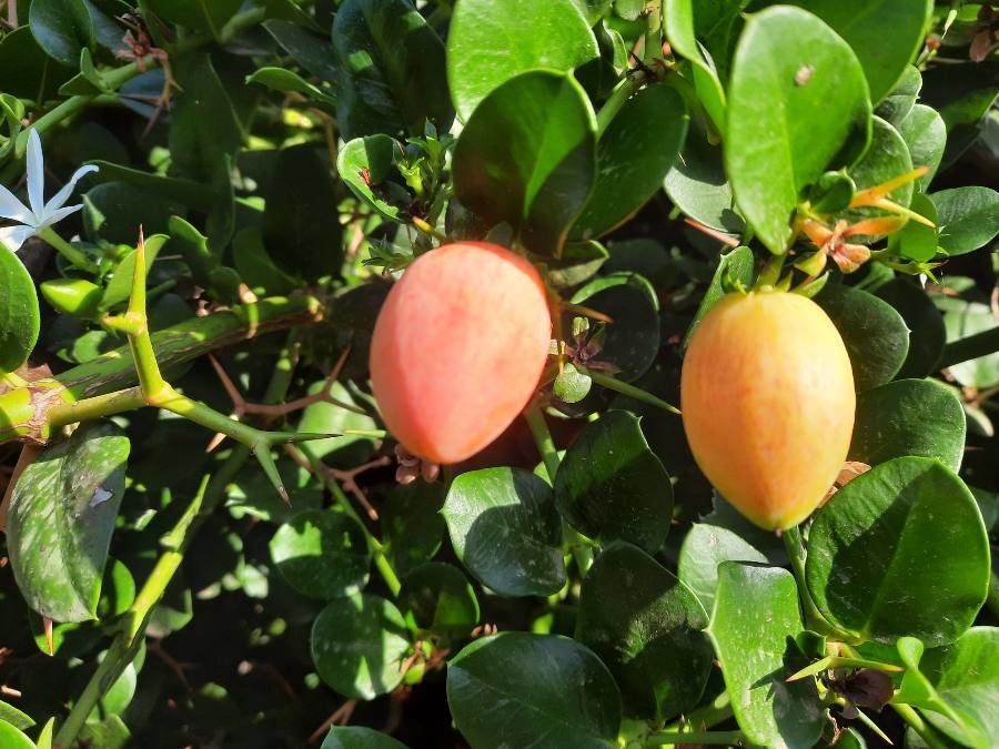 Carissa bispinosa fruit
