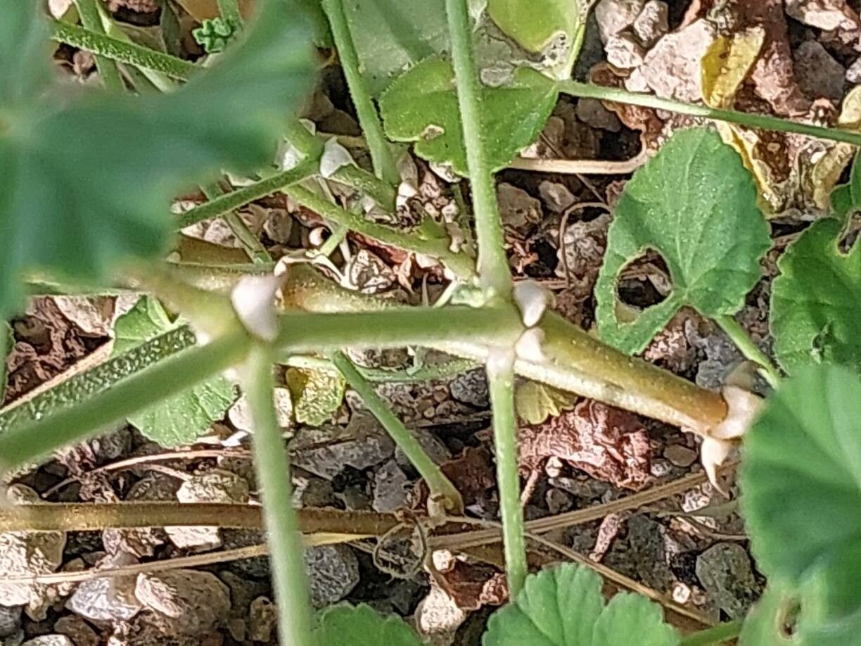 Pelargonium worcesterae bark