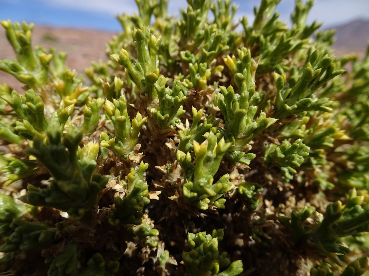 Xenophyllum pseudodigitatum — related species from the same genus
