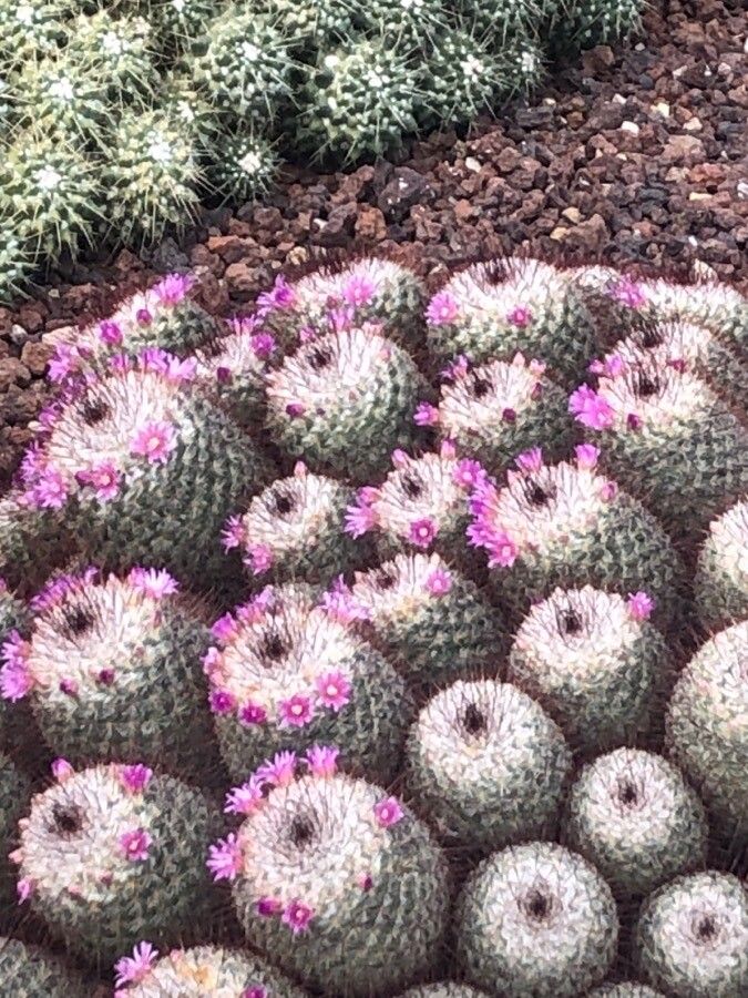 Mammillaria bombycina flower