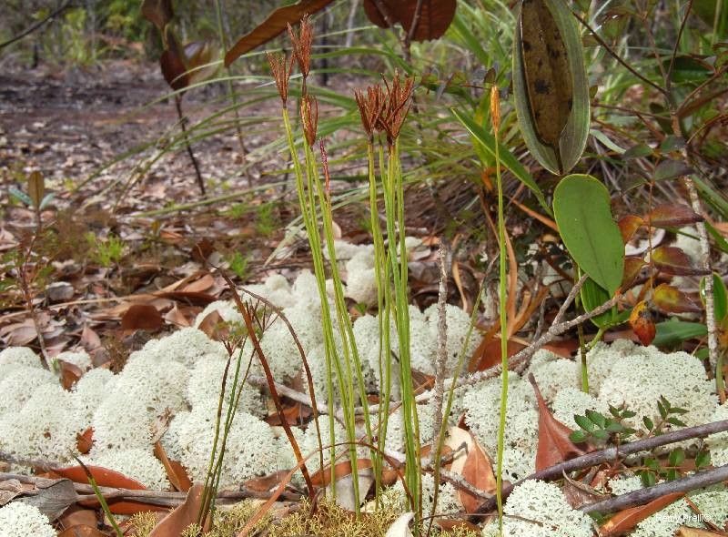 Actinostachys intermedia habit