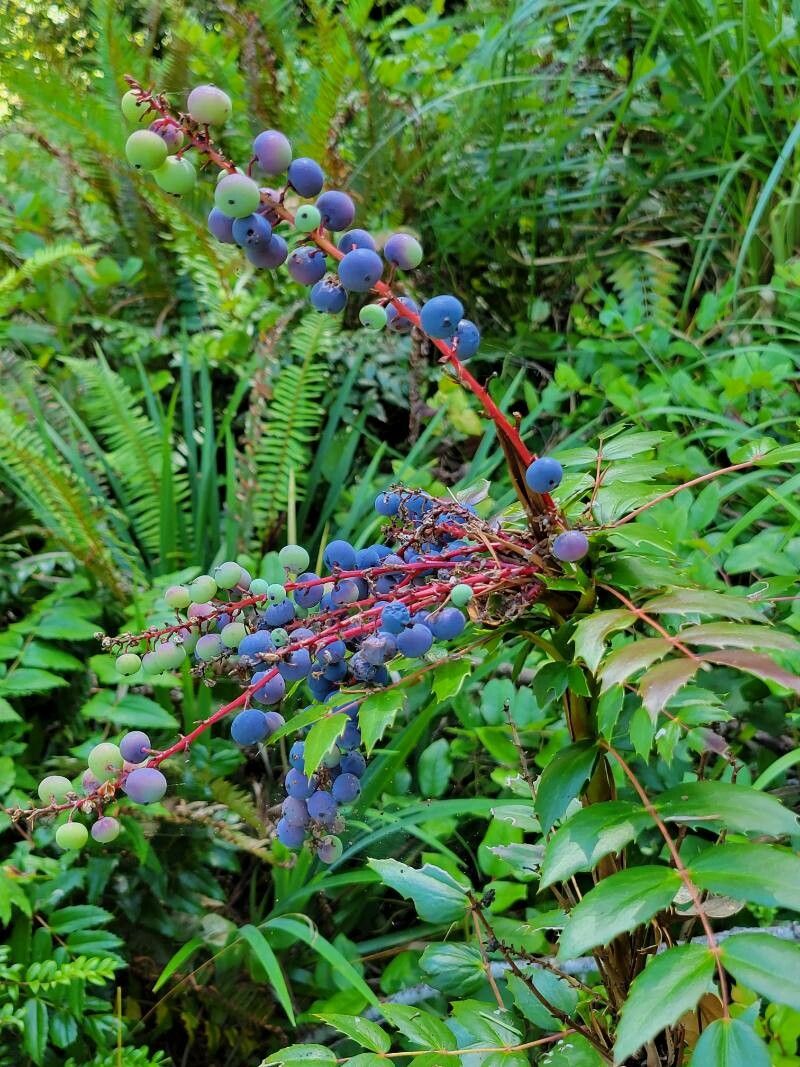 Mahonia aquifolium fruit