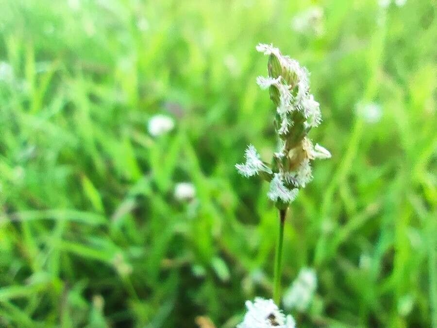 Acroceras hubbardii flower