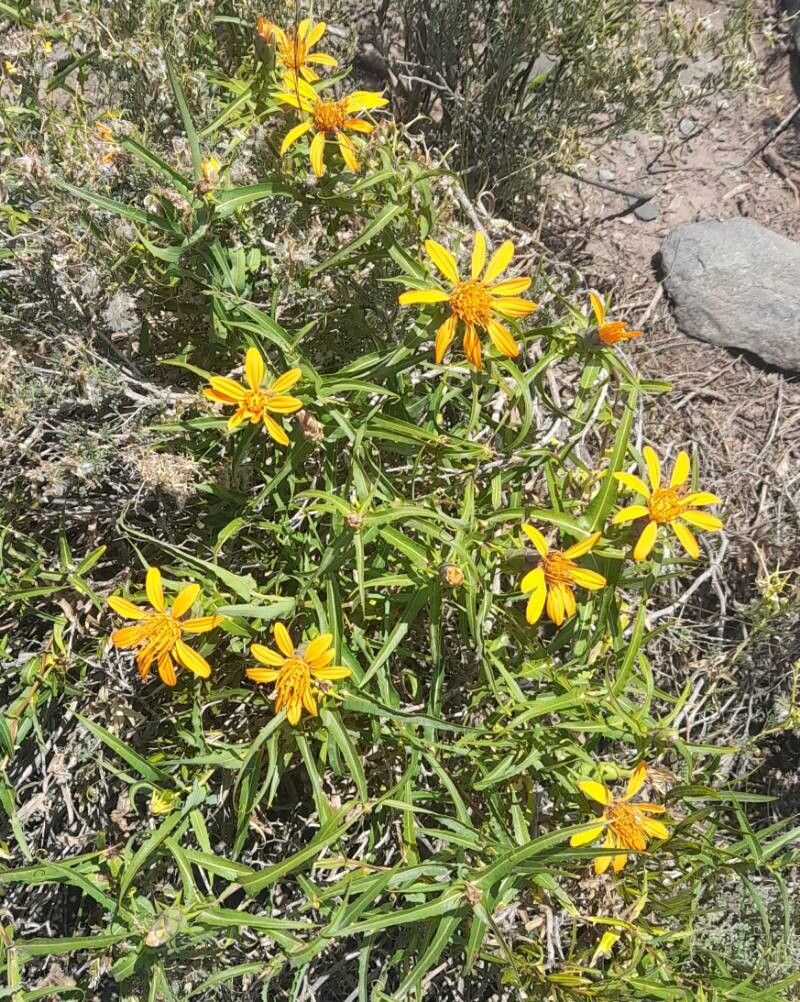 Mutisia subspinosa habit