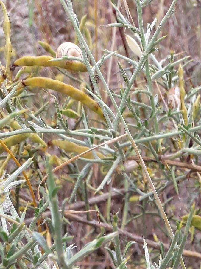Genista scorpius fruit