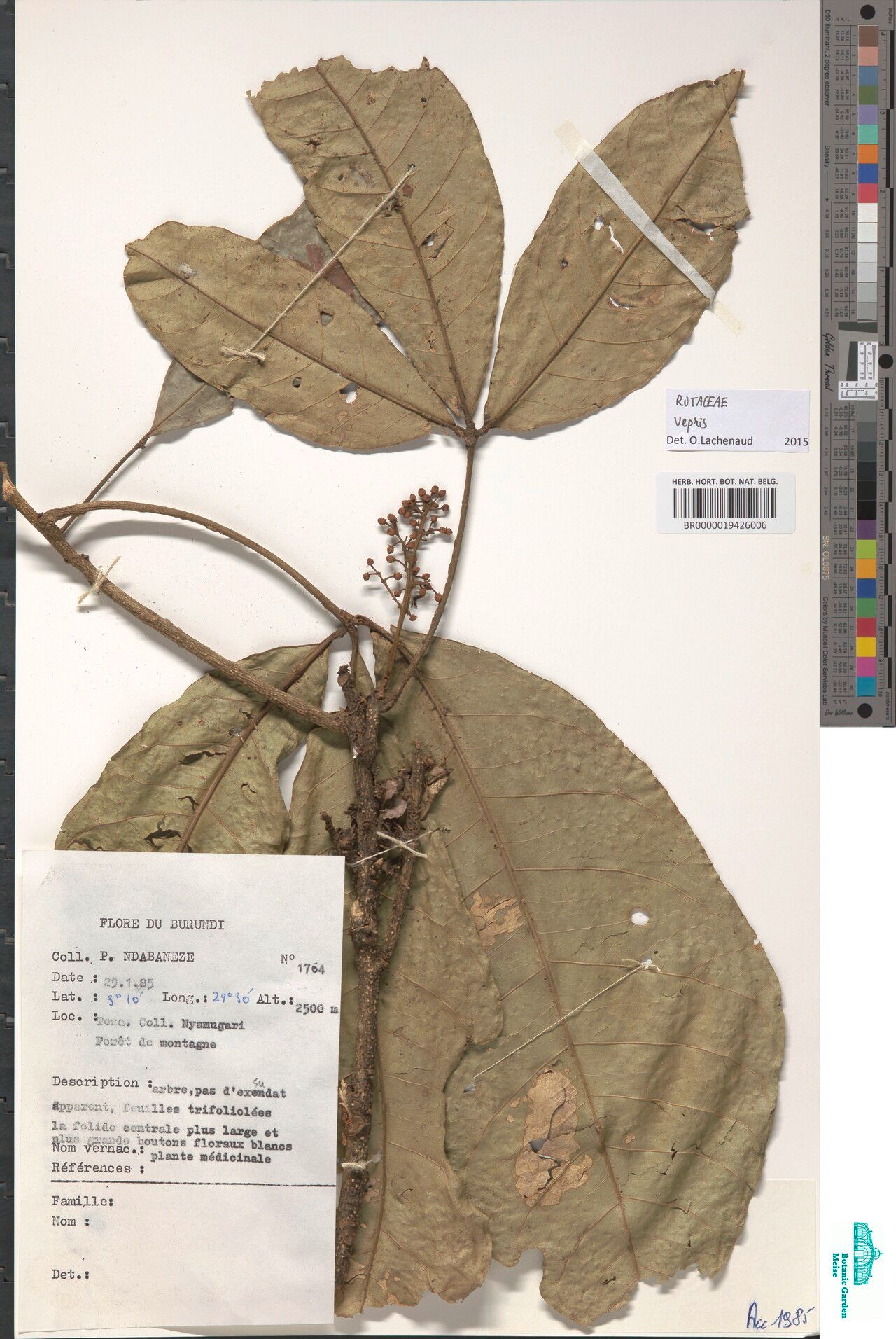 Vepris renieri — search result for 'Vepris'