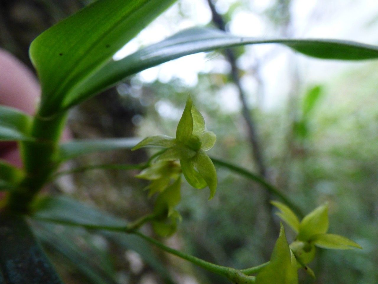 Angraecum obversifolium flower