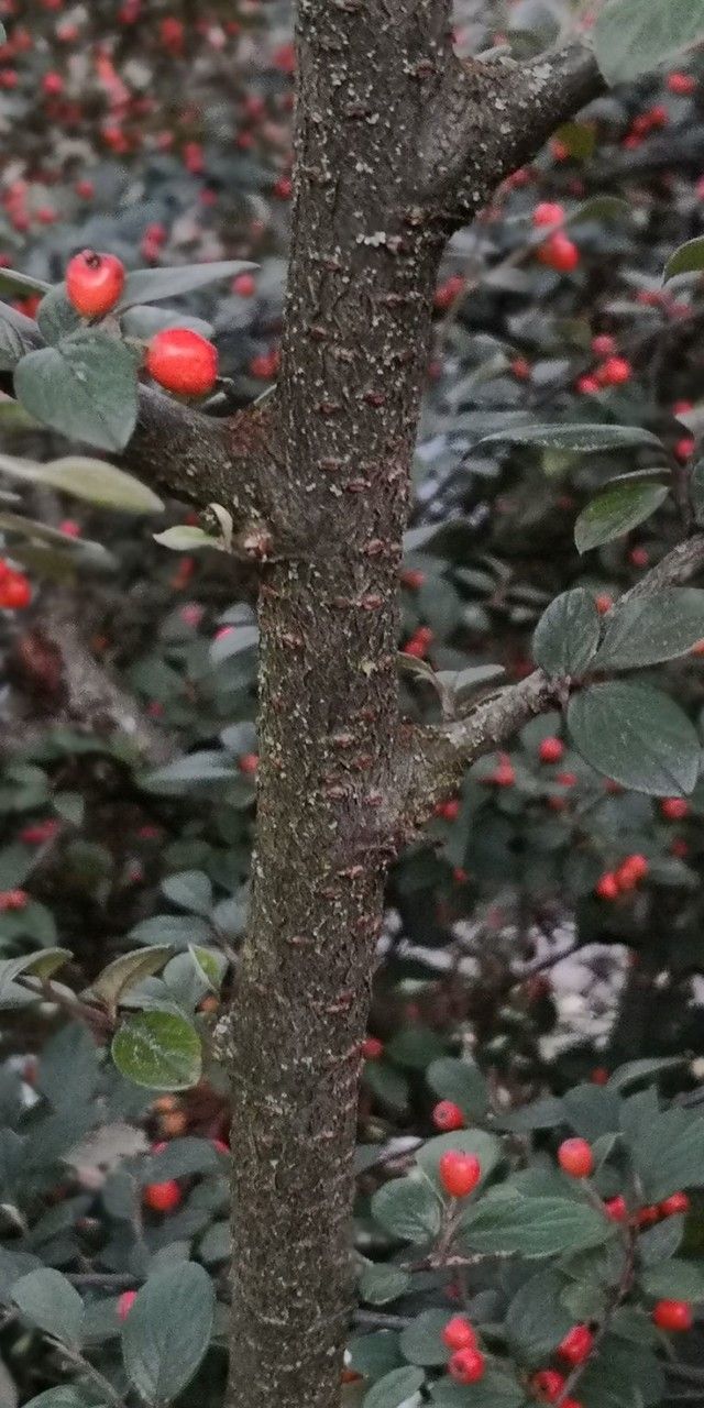 Cotoneaster sternianus bark