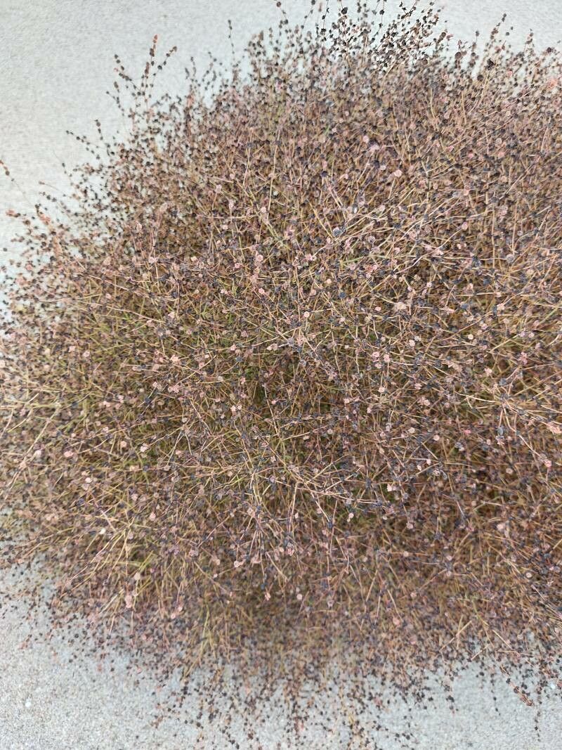 Cycloloma atriplicifolium leaf