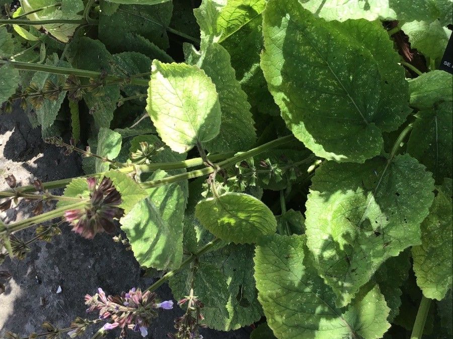 Salvia forsskaolei — search result for 'Bulgaria'