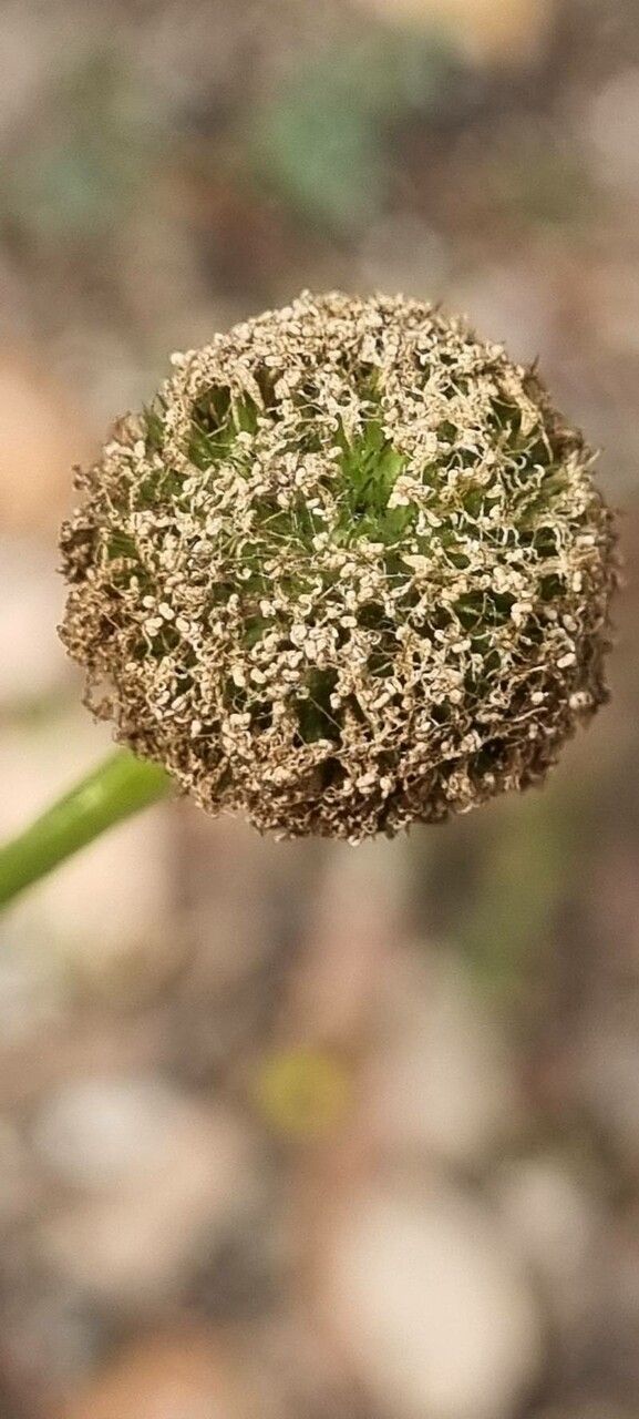 Globularia bisnagarica fruit