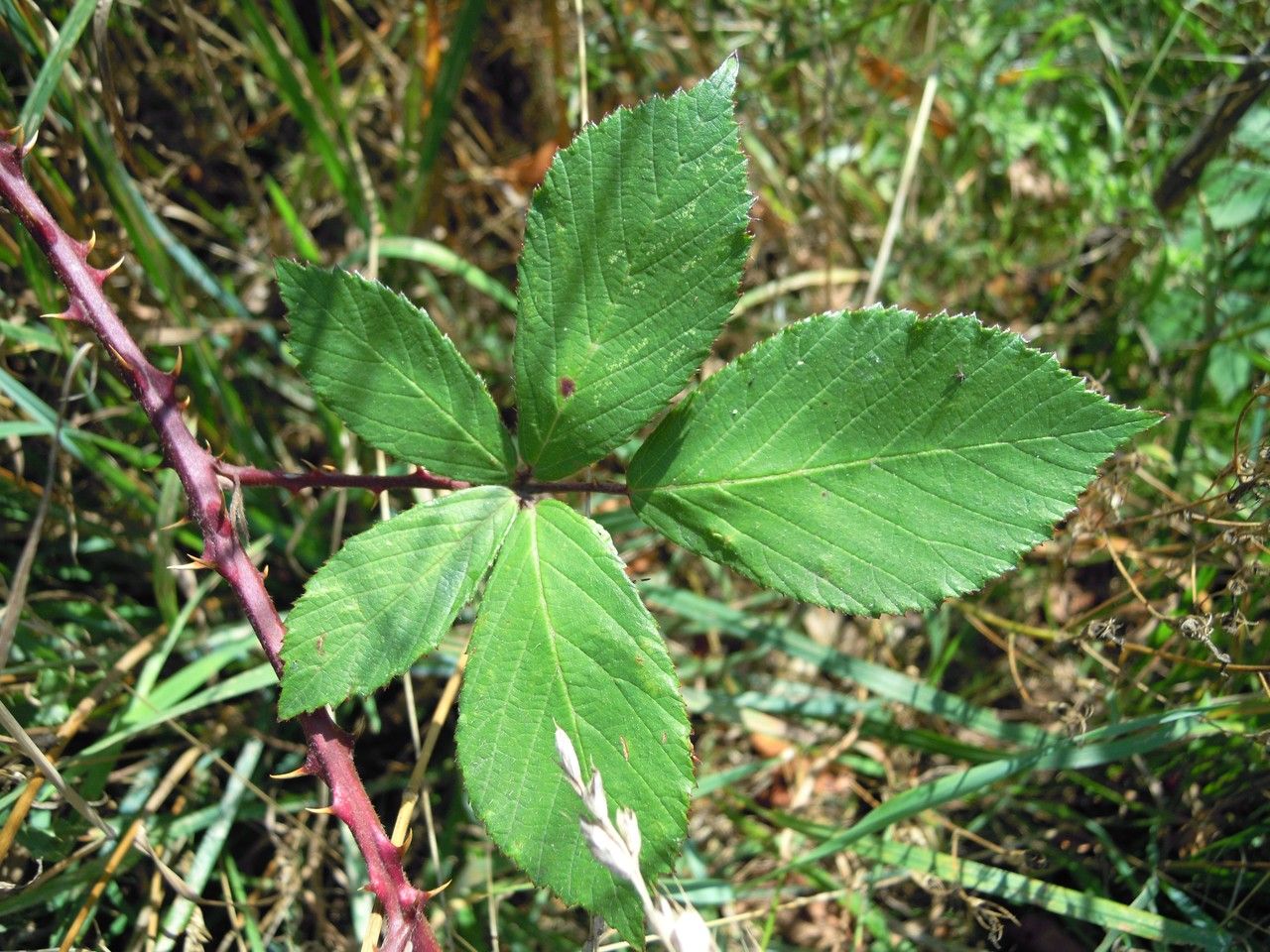 Rubus rhombifolius — houseplant care guide
