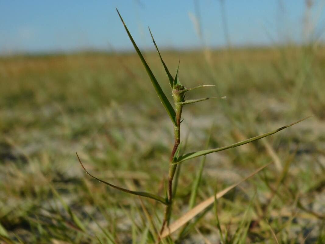 Crypsis aculeata leaf