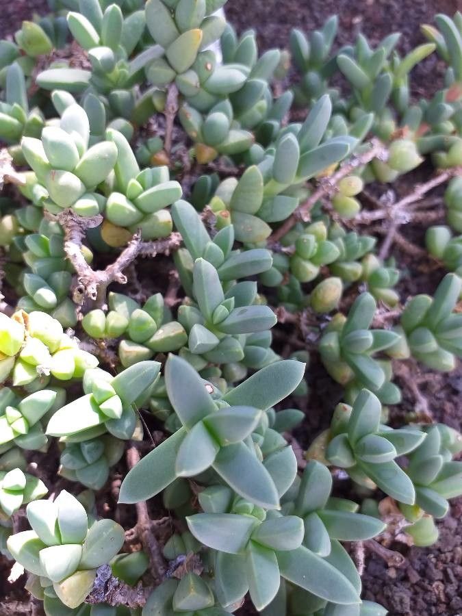 Delosperma lehmannii — search result for 'Eastern South Africa'