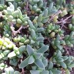 Delosperma lehmannii