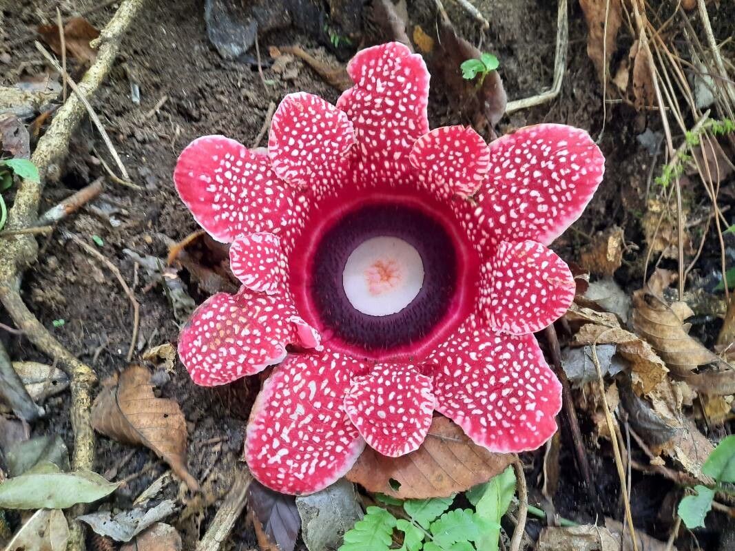 Sapria himalayana flower