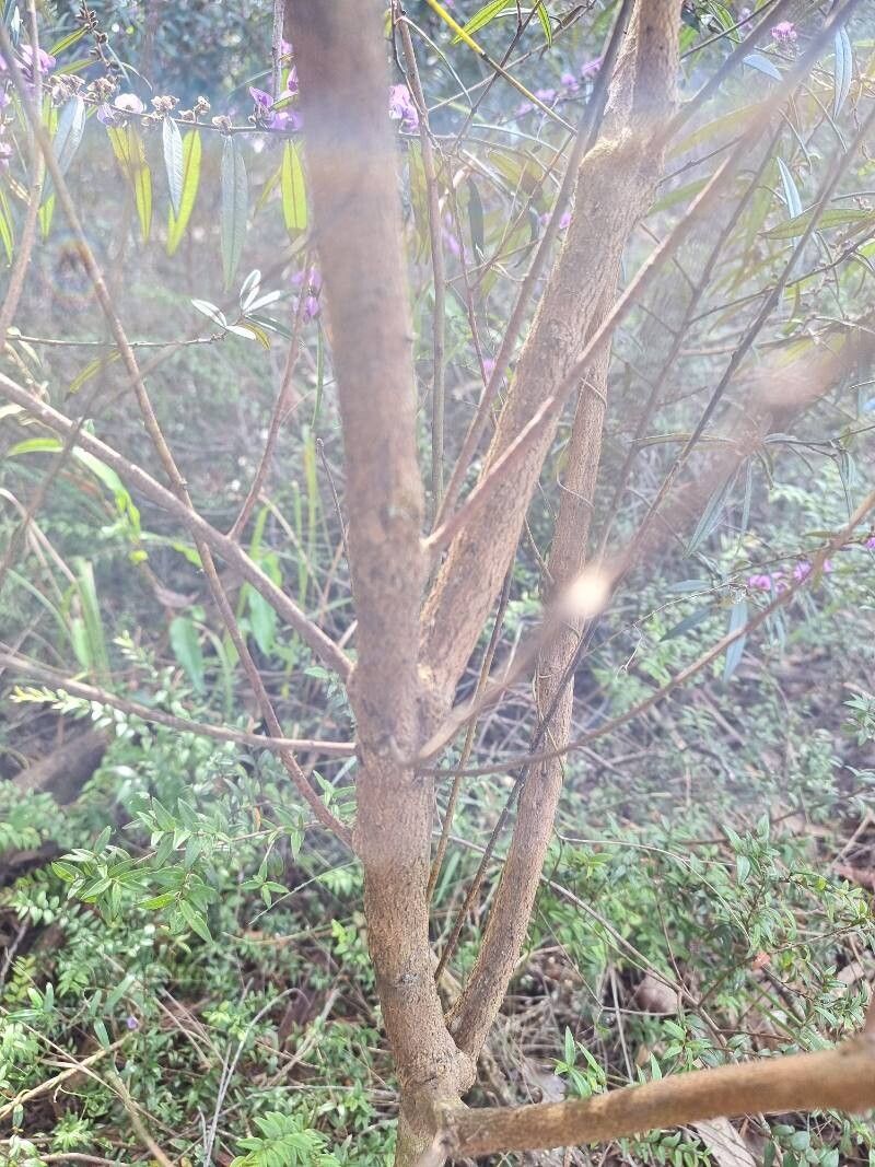 Hovea acutifolia bark