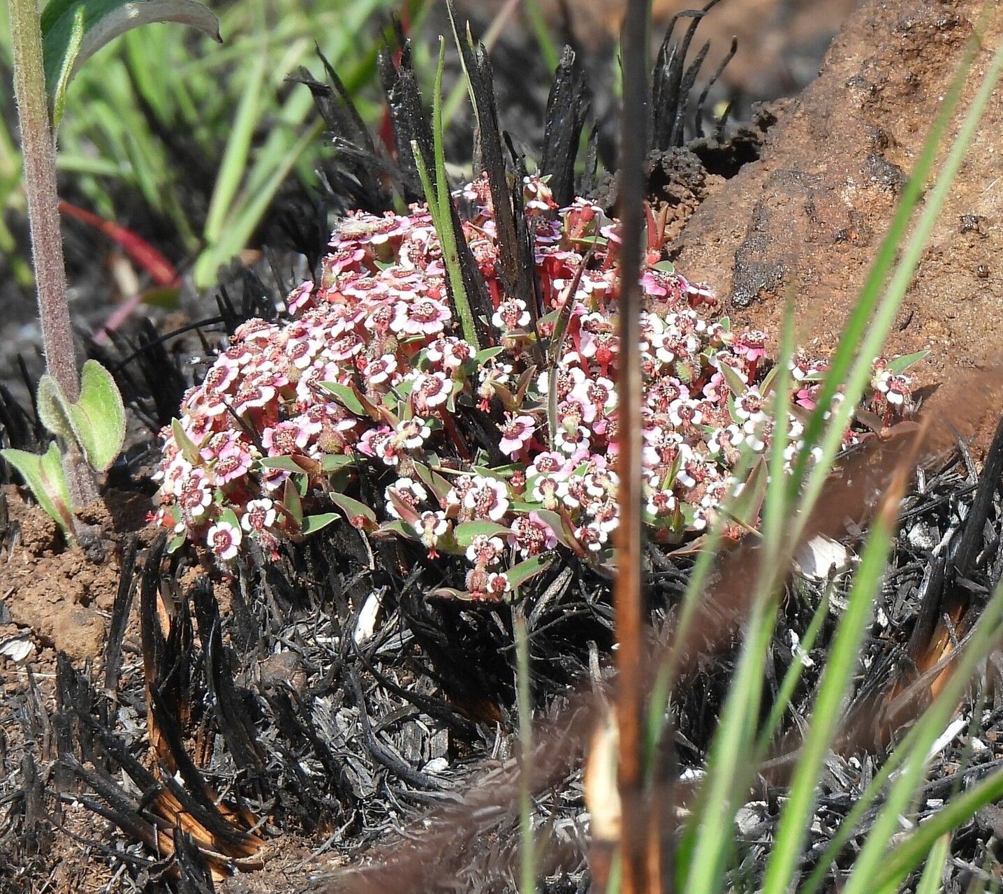 Euphorbia zambesiana — houseplant care guide