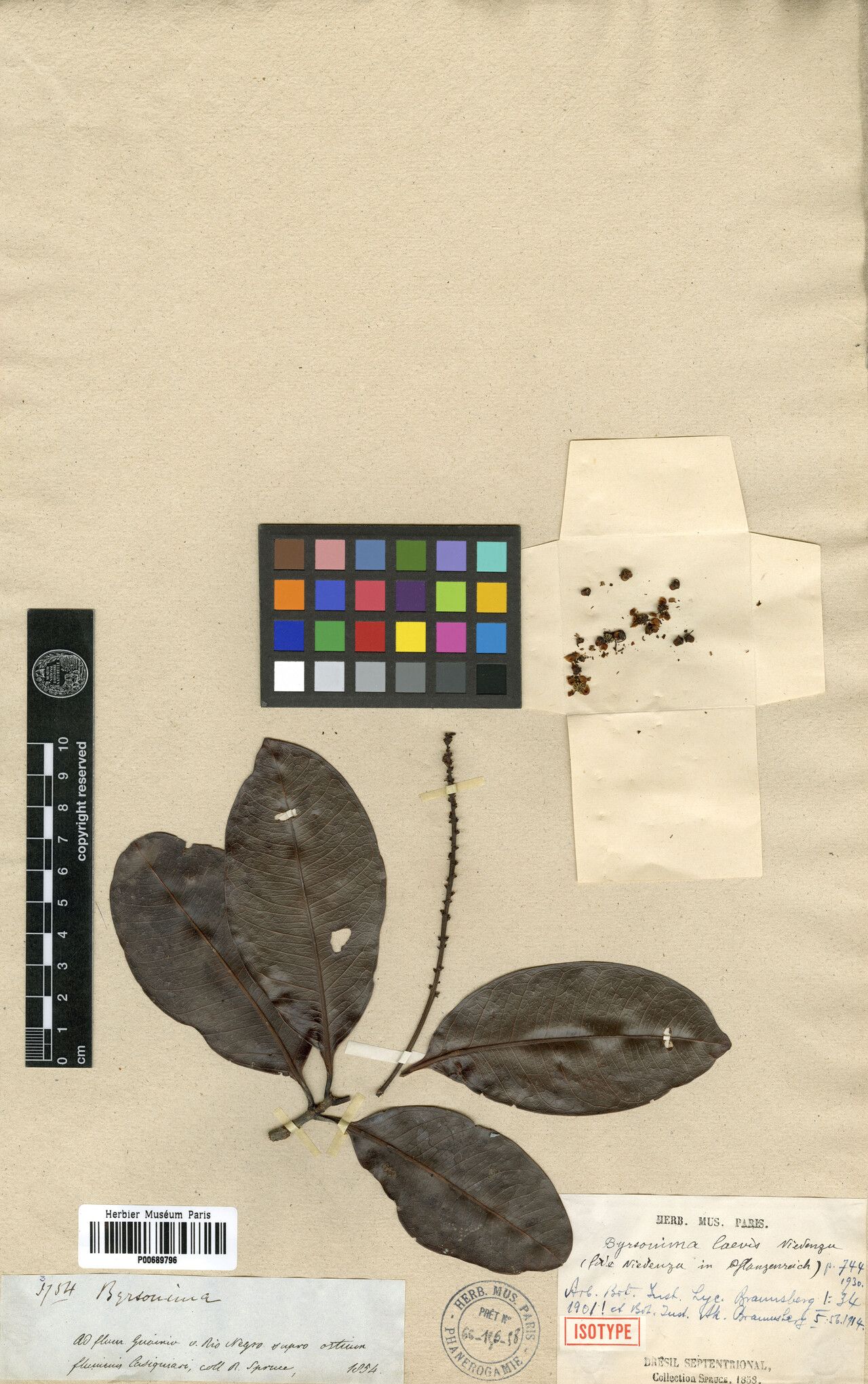 Byrsonima laevis — houseplant care guide