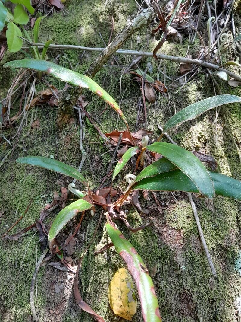 Elaphoglossum scolopendriforme habit