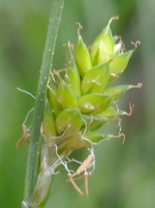 Carex curta — houseplant care guide