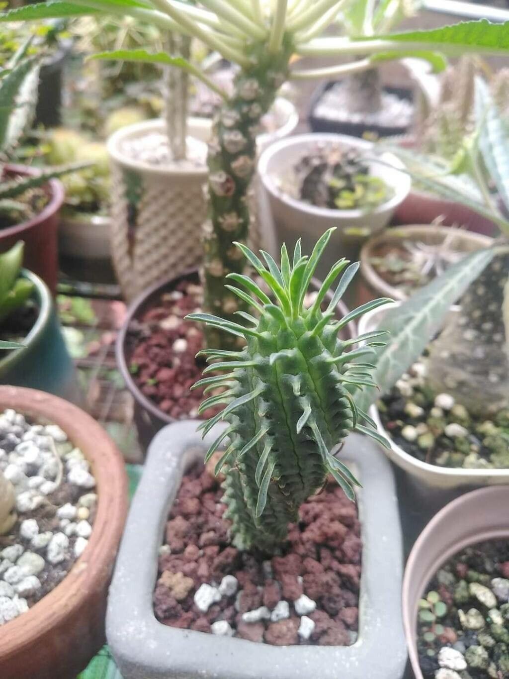 Euphorbia spiralis — houseplant care guide