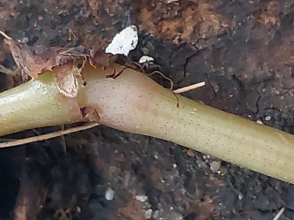 Begonia parvifolia bark
