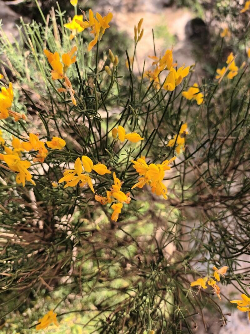Genista dorycnifolia leaf